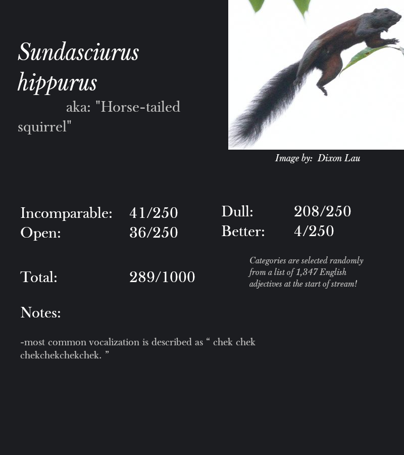 Sundasciurus hippurus